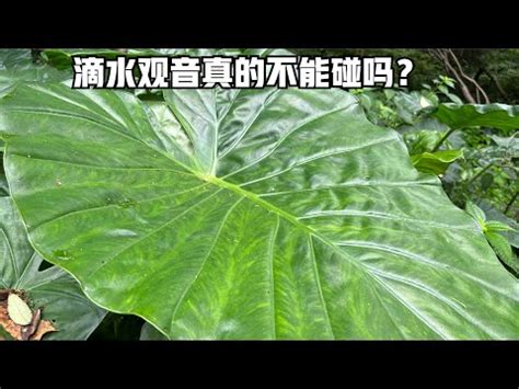 滴水觀音風水